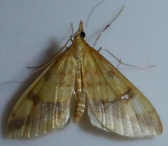 Choristostigma plumbosignalis