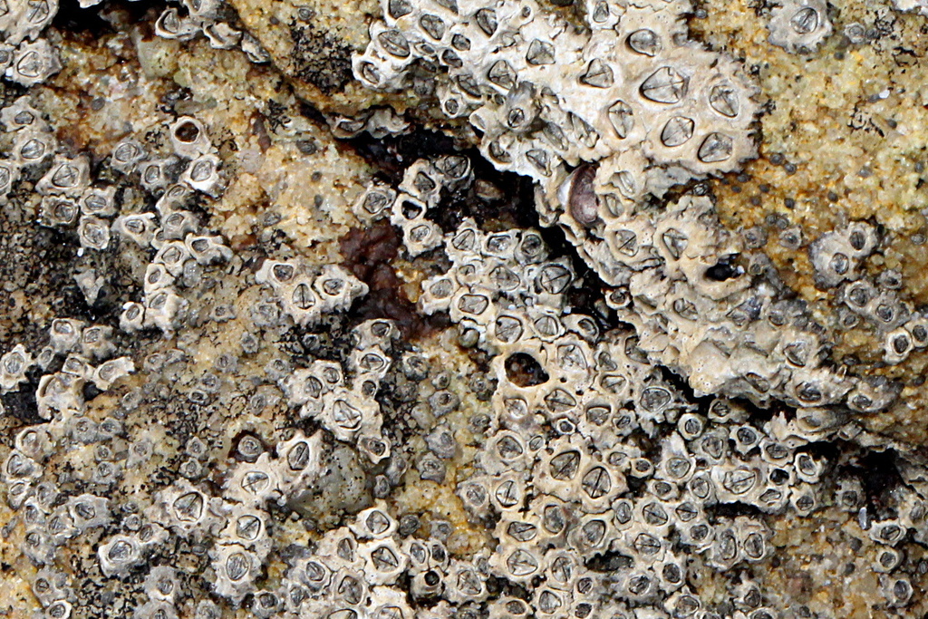 Chamaesipho tasmanica