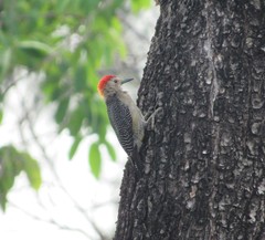 Melanerpes aurifrons
