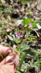 Allophyllum divaricatum