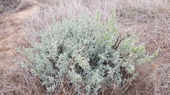 Atriplex vesicaria