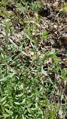 Allophyllum divaricatum