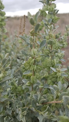 Atriplex vesicaria