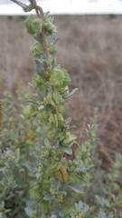 Atriplex vesicaria