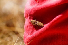 Chalcolepidius desmarestii