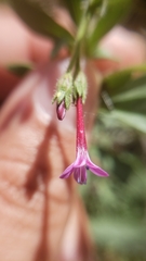 Allophyllum divaricatum
