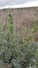 Atriplex vesicaria