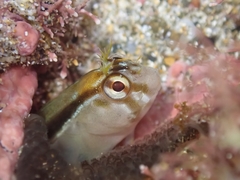 Parablennius laticlavius