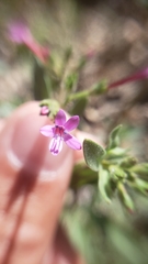 Allophyllum divaricatum