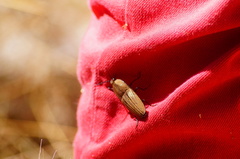 Chalcolepidius desmarestii