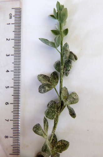 Erysiphe trifoliorum image