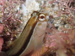 Parablennius laticlavius