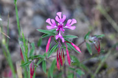 Clarkia concinna concinna