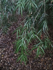 Podocarpus salignus