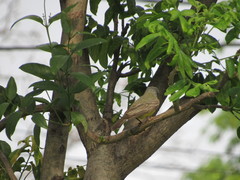 Tyrannus melancholicus