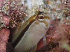 Parablennius laticlavius