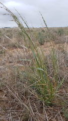 Panicum laevinode