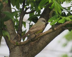 Tyrannus melancholicus