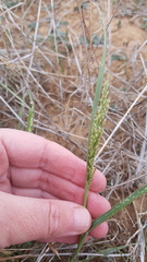 Panicum laevinode