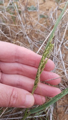 Panicum laevinode