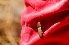 Chalcolepidius desmarestii