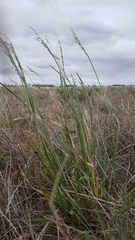 Panicum laevinode