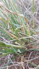 Panicum laevinode