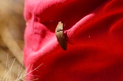 Chalcolepidius desmarestii