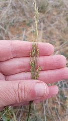Panicum laevinode