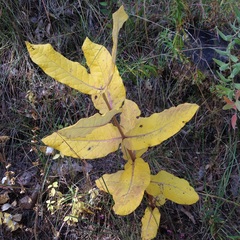 Asclepias notha