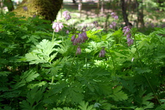 Dicentra formosa formosa