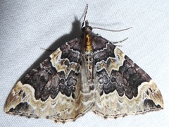 Eulithis xylina