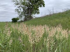 Poa arachnifera