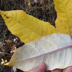 Asclepias notha