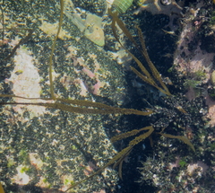 Dictyota kunthii