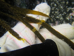 Dictyota kunthii