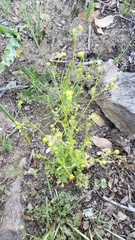 Ranunculus hebecarpus