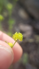 Ranunculus hebecarpus