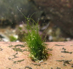 Cladophora herpestica