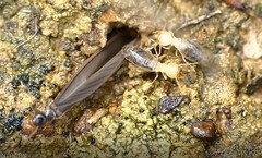 Termitinae