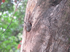 Melanerpes aurifrons