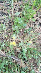 Sanicula bipinnatifida