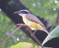 Megarynchus pitangua