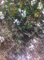 Raphanus raphanistrum raphanistrum