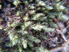 Cardionema ramosissimum