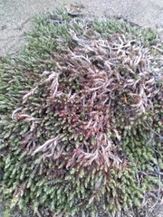 Cardionema ramosissimum