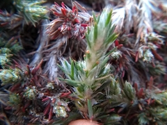 Cardionema ramosissimum