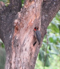 Melanerpes aurifrons