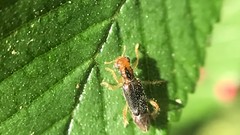 Phyllobaenus verticalis