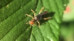 Phyllobaenus verticalis